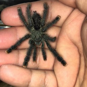 Avicularia Avicularia