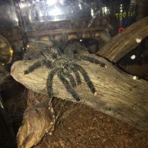 Avicularia Avicularia