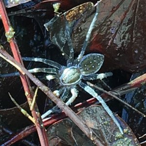 Fishing Spider