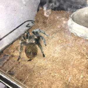 Brachypelma Vagans