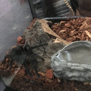 Brachypelma Vegans