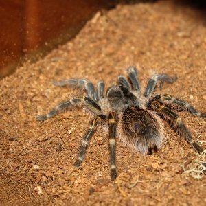 2.5 to 3 inch Juvenile G. Pulchripes