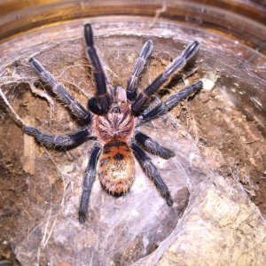 Chromatopelma cyaneopubescens