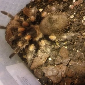 Little B.Smithi