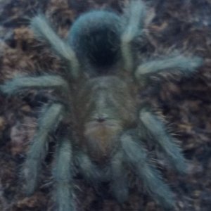 Grammostola pulchra  (Cuda) moulted today:)