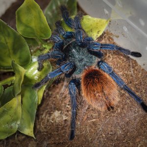 C. cyaneopubescens Female