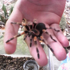 my first tarantula
