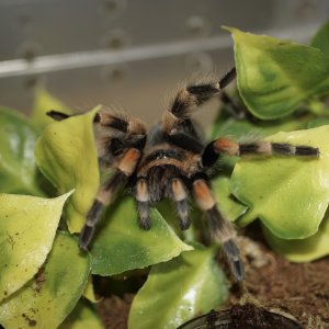 B. smithi really digging the plants.