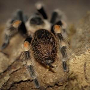 B. smithi and the Butt Full of Hurt