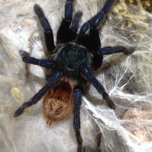 C. cyaneopubescens 5.27.2016