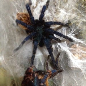 C. cyaneopubescens 5.27.2016