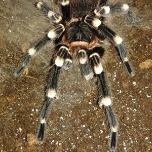 MM A. geniculata