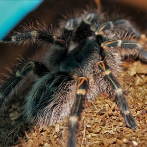 Chi-Chi, a week or so after her molt.