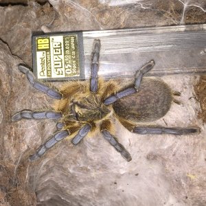 Harpactira pulchripes