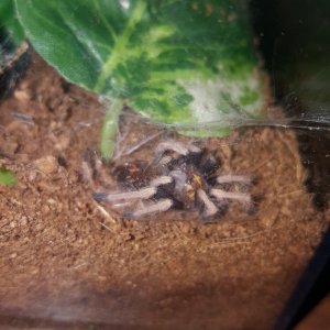 Fresh from the molt