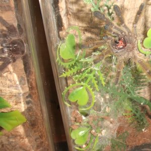 Heteroscodra maculata - Kofi