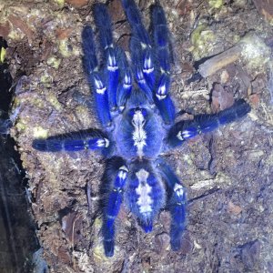 Poecilotheria metallica