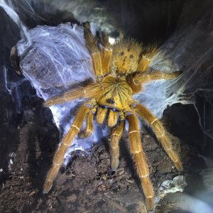 Female OBT