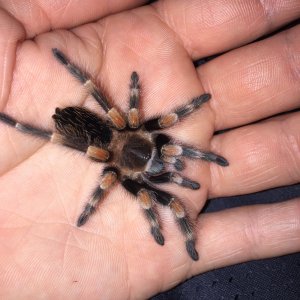 B smithi out after recouping from molt