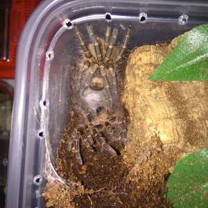 G pulchripes done molting