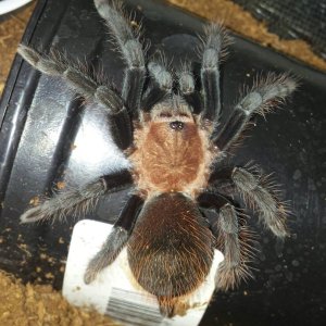 Brachypelma Verdezi