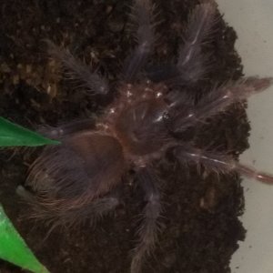 Pterinopelma sazimai - Brazilian Blue Tarantula - Fluff