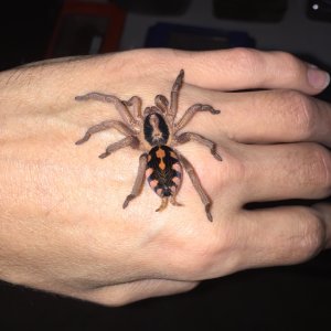 Pumpkin patch fresh molt