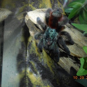 Avicularia versicolor