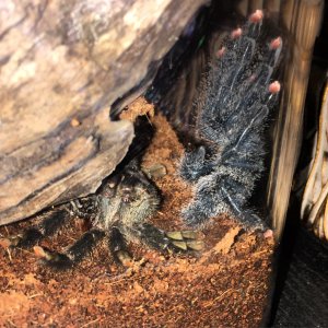 Avicularia Avicularia