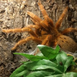 Pterinochilus murinus Usambara - Zera