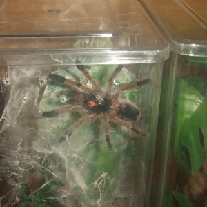 Avicularia laeta - Frio