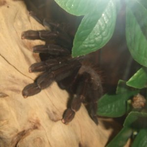 Lampropelma sp. Borneo Black - Sable