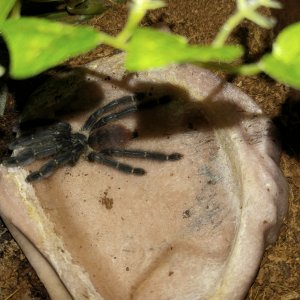 Sub-adult Tapinauchenius sp Colombia