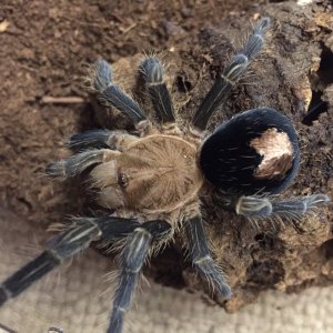 Plesiopelma sp. Peruvian Bronze Valentine