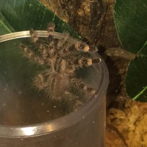 P. Regalis