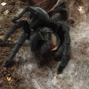 Grammostola pulchra