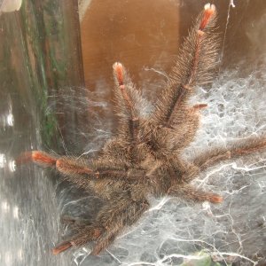 Tapinauchenius gigas MM - Cayenne