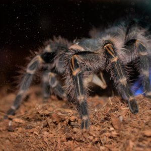 G. Pulchripes feeding