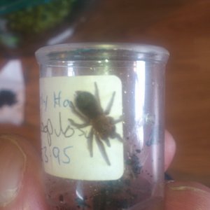 Moe....B albopilosom