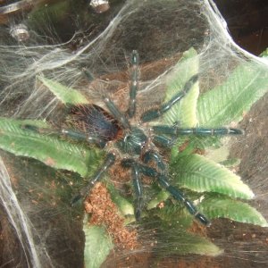 Dolichothele diamentinensis _ Alberta