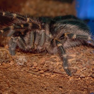 Grammostola Pulchripes