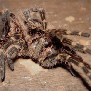 G. Pulchripes 2.5 inch molt.