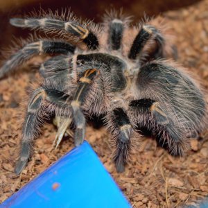 Grammostola Pulchripes om nom nom nom