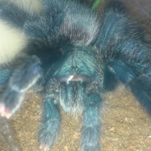 Cassidy.....A avicularia