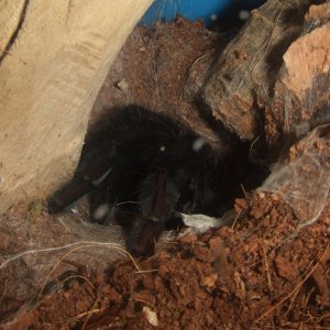 Lampropelma sp. Borneo Black - Sable