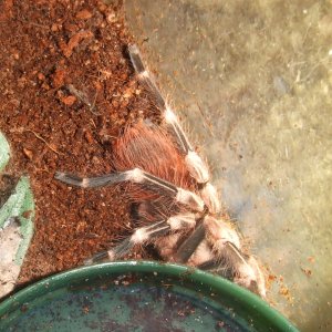 Nhandu chromatus - Zingu