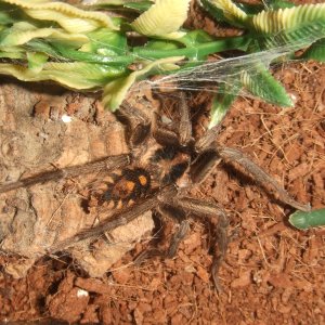 Hapalopus sp Colombia klein - Vita