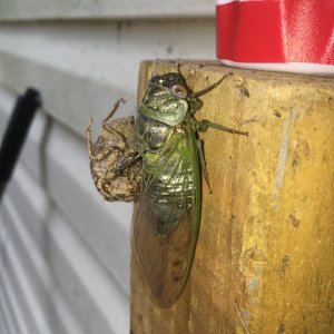 Cicada (fresh molted)