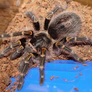 Grammostola Pulchripes