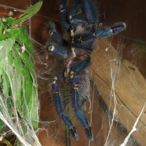 Poecilotheria metallica - Trip